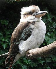 фото "Bird."