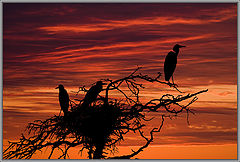 photo "Twilight Watch."