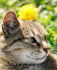 photo "Princess Diana"