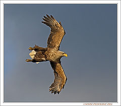photo "Nice Flight"
