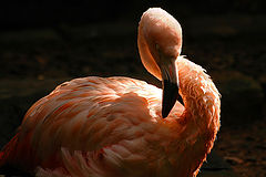 фото "flamingo"