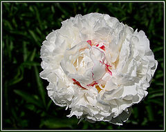 photo "***"