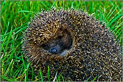 photo "Hedgehog"
