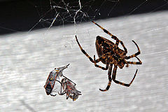 фото "Welcome to My Web"