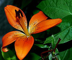 фото "Another flower..."