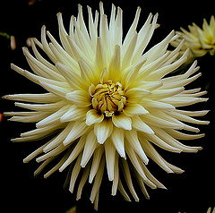 фото "I'm so beautiful..."