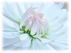 photo "Tender"