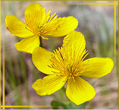 photo "Yellow flowers"
