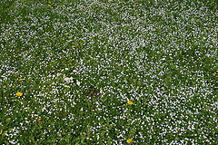 photo "Field"