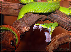 photo "Trimeresurus gramineus"