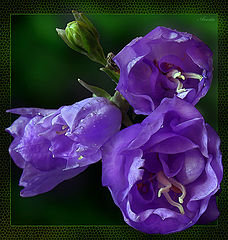 photo "Lilac"