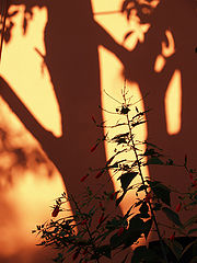 photo "***"