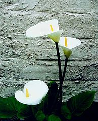photo "" Arum Lily ""