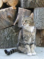 фото "Котик"