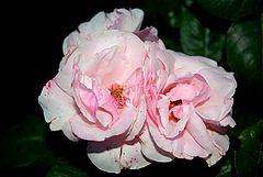 album "Flowers&Plants"