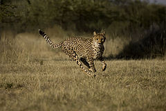 фото "cheetah"