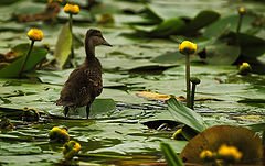фото "Duck histories #3"