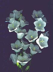 photo "Campanula " Alba ""