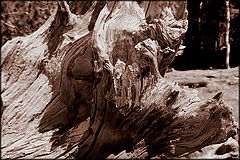 фото "Dead Wood"