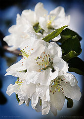 photo "Apple Blossom"