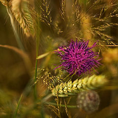 фото "... purple ..."