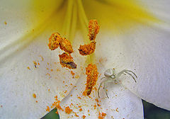 photo "Spider on Lily"