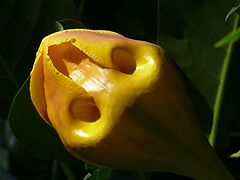photo "***"