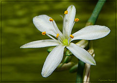 photo "***"