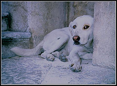 photo "Dog from Palermo"