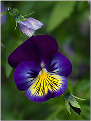 photo "Three stages"