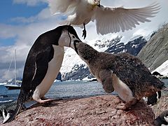 photo "Antarctica 2004"