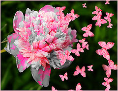 photo "The Butterfly Effect"