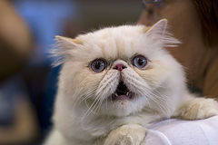 photo "27169 Angry persian cat"