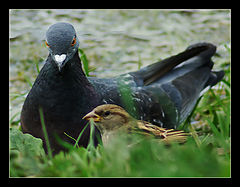 photo "... You so believe, a dear sparrow?"
