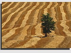 фото "Harvest Time"