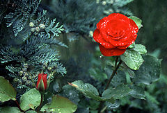 фото "after the rain"