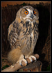 photo "Owl nestling"