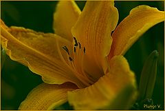 photo "***"