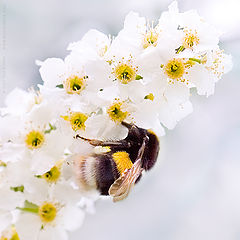 photo "Asleep Bumblebee"