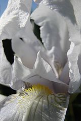 photo "***"