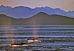 фото "Whale Tails"