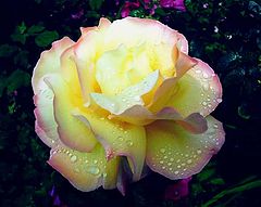 photo "Peace,my Peace I give You."