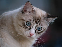 photo "***"