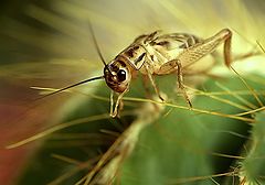 photo "Cricket"