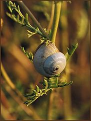 фото "Snail"s  house"