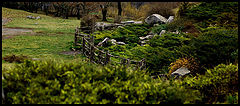 photo "***"