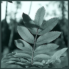 photo "Green simplicity"