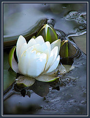 photo "White lily"