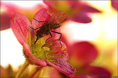 фото "Про цветы и мух."