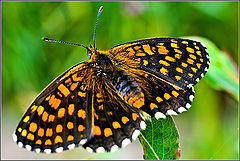 photo "Black and Orange"